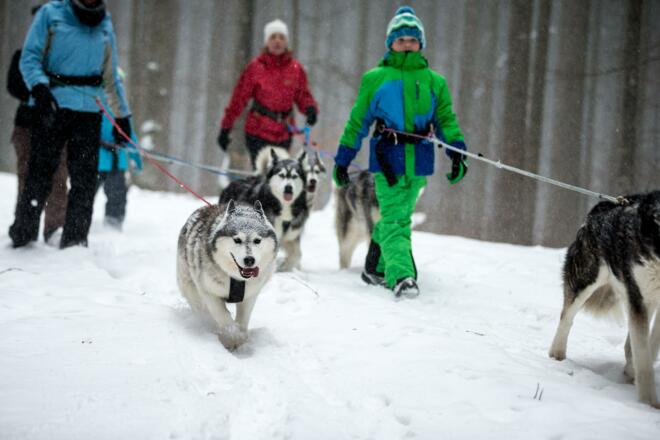 Huskies