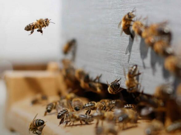 Almtaler Honigzauber - Zauberbienen