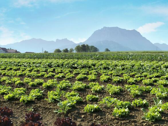 Gemüse Hochgatterer - Gemüseanbau