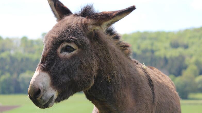 Mit dem Esel wandern