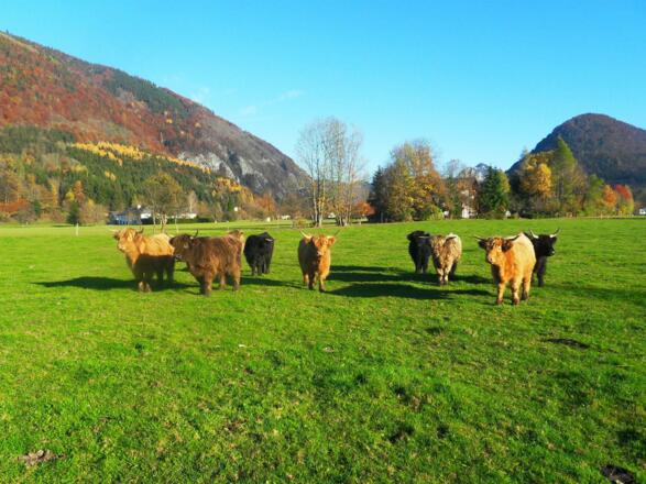 Bauernhof Amtmann Grünau 5