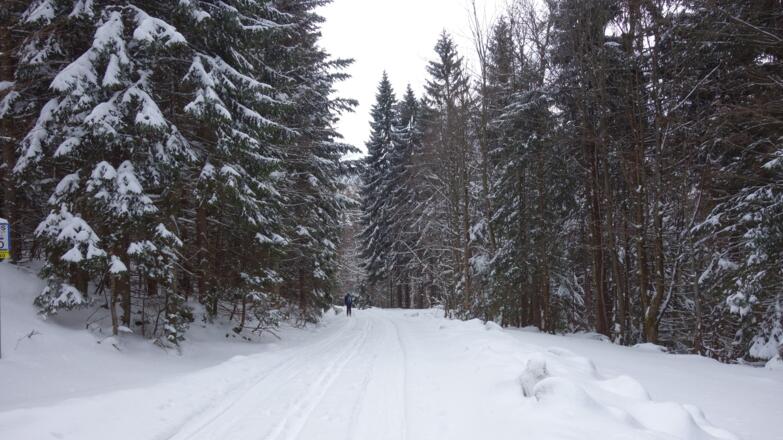 Auf der Forststraße (Hochpunkt ~1075m) zur Reischlbergpiste