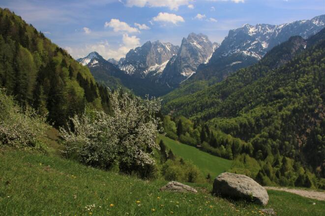 Frühling im Kaisertal, hinten die verschneite Nordseite des Wilden Kaisers