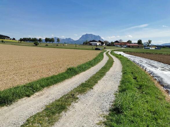 Gemüse Kirchgatterer - Gemüseacker vor Traunstein