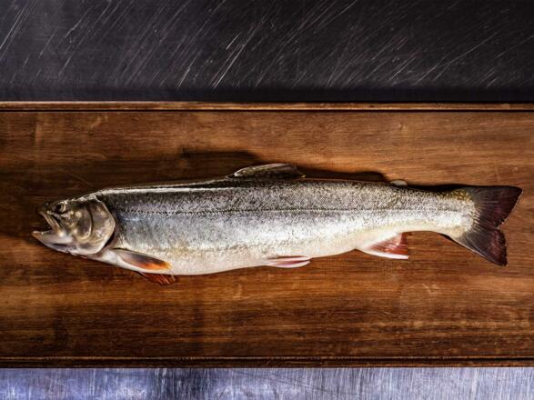 Fangfrischer Fisch - Fischerei Jagersimmerl