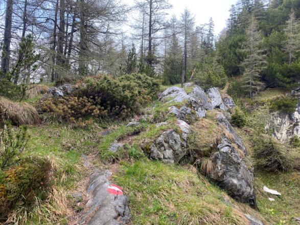 Wanderweg zwischen Hundsalmjoch und Köglhörndl