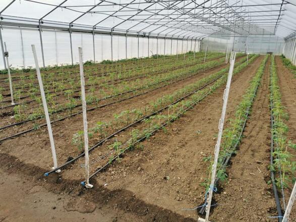 Gemüse Kirchgatterer - Glashaus