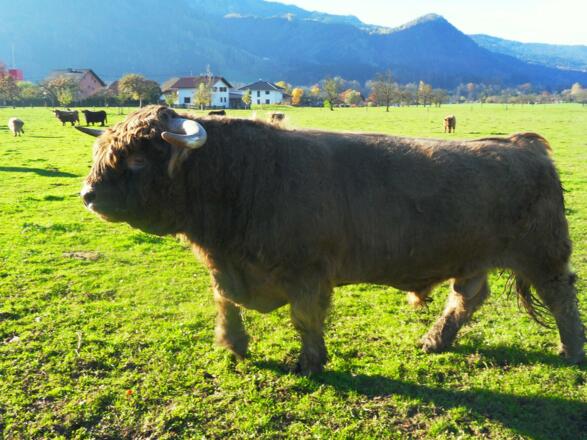 Bauernhof Amtmann Grünau 3