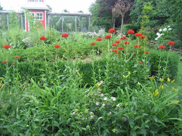 Blumenpracht in Veronikas Garten