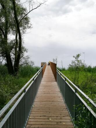 Aussichtssteg im Eriskircher Ried