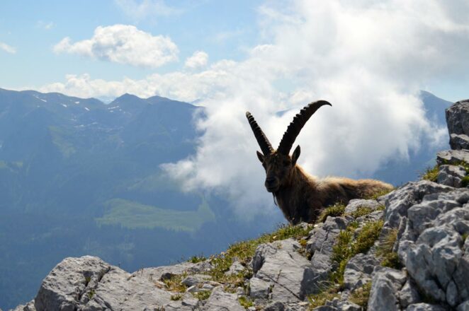 Steinbock am Watzmann