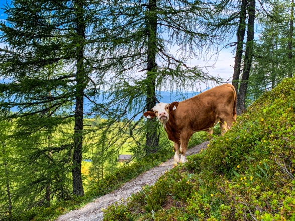 Kühe auf dem Weg zum Lackenkogel