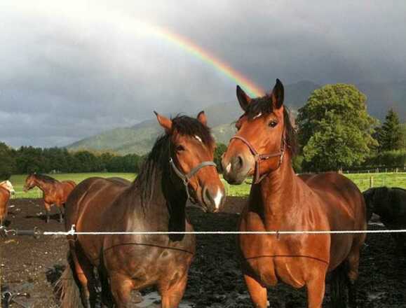 und natürlich Pferde bei uns.