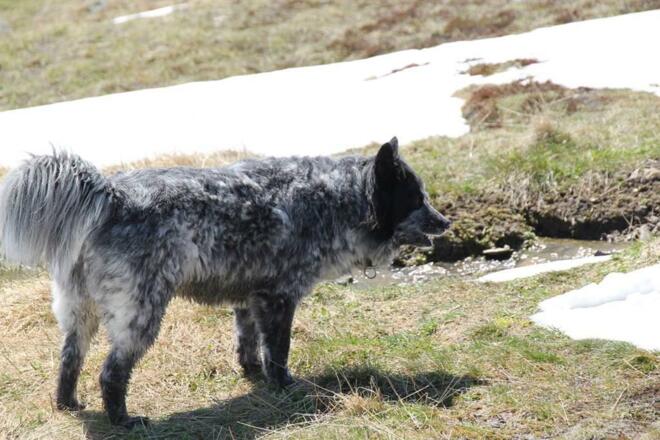 auch Hunde lieben die Berge