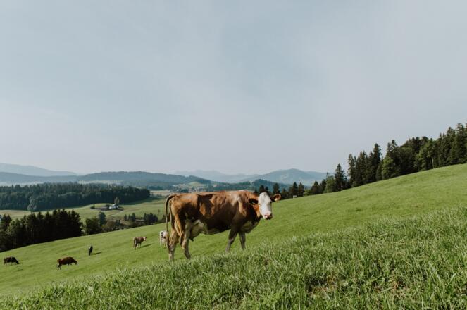 Kuh auf dem Weg von Sulzberg nach Riefensberg (c) Nina Bröll / Vorarlberg Tourismus