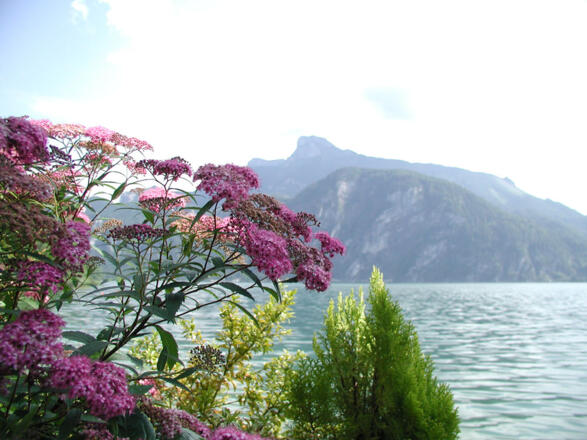 Ausblick Ferienwohnungen Mondseeblick