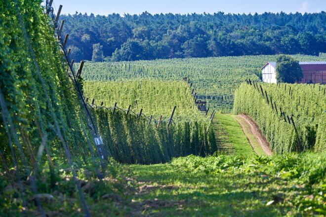 Hopfenland Hallertau