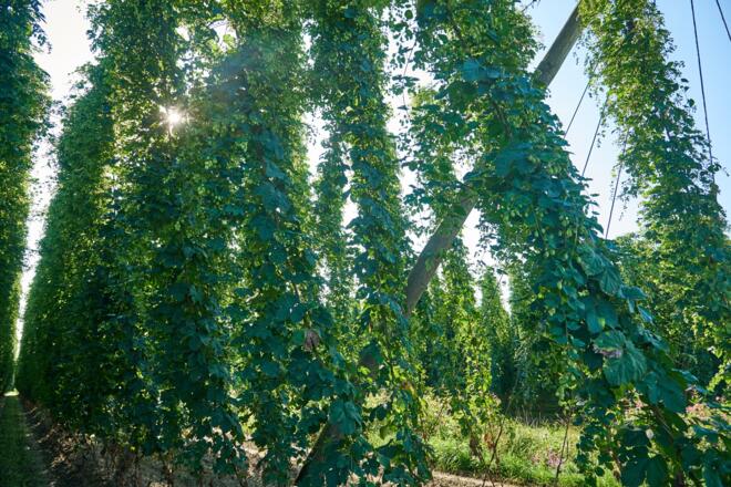 Hopfenfelder säumen den Weg