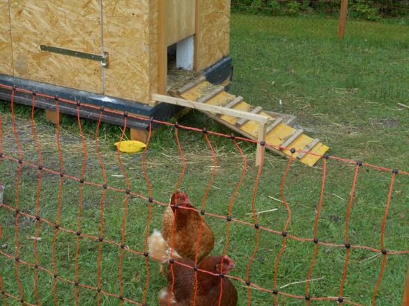 Unsere Hühner