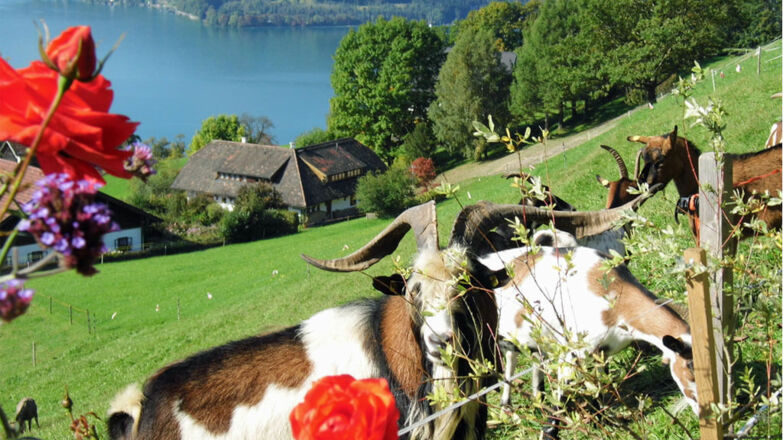 Ziegen am Biohof Schwanser Steinbach am Attersee