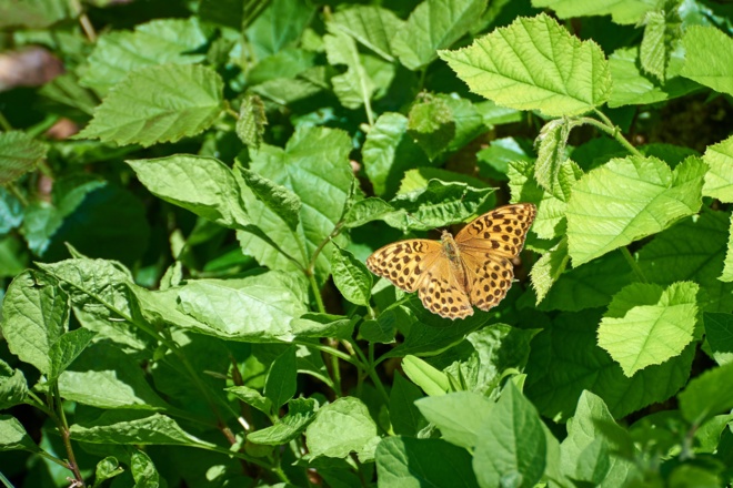 Intakte Natur