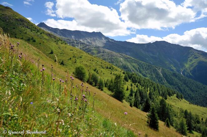Der Duft der Alpenblumen und Kräuter betört unsere Sinne.