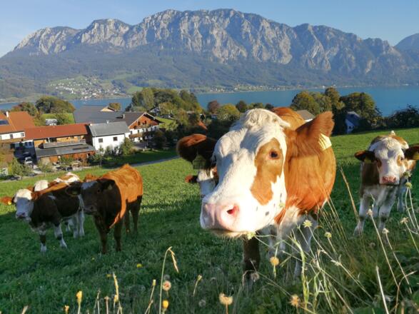 Bild_Kuehe_Blick_Hoellengebirge