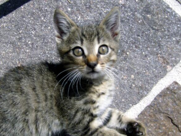 Bauernhof Hansenmann Kätzchen