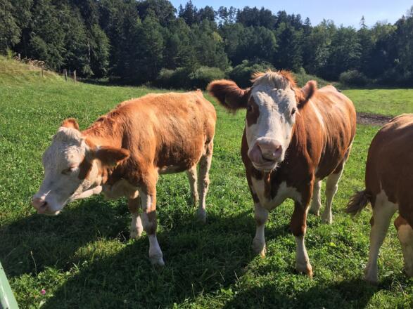 Unsere Kühe