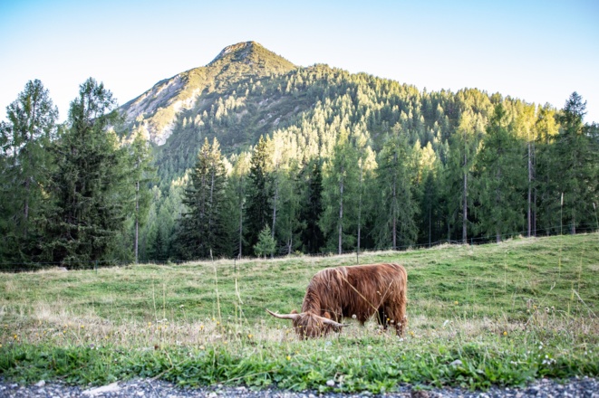 Lackenkogel (2051 m)