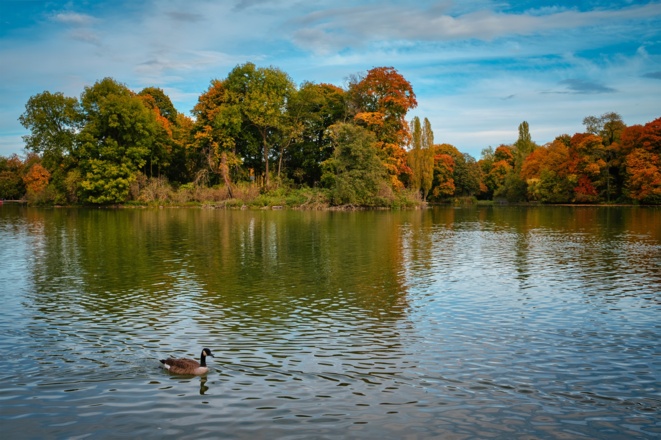 Enten in einem See in München im Englischer Garten