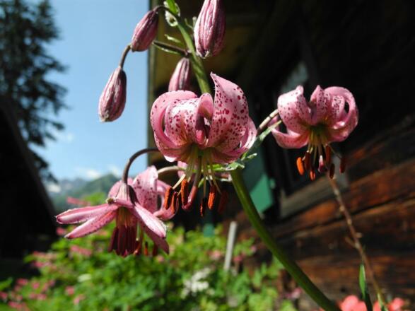 Herzlich Willkommen auf der Berghütte Laubenzug