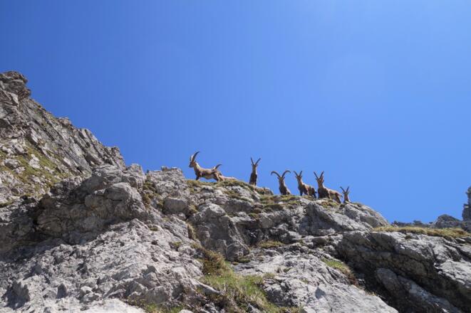 Steinbock