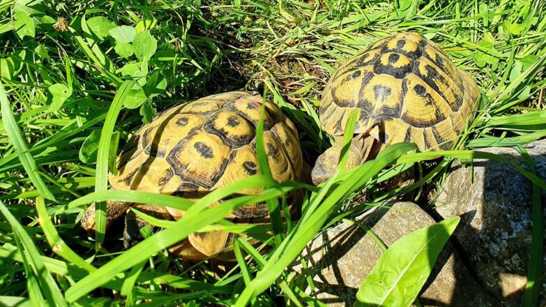 Ferienwohnung Haus Leitner