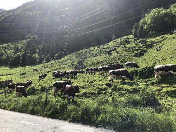 Sommerfrische auf der Alm