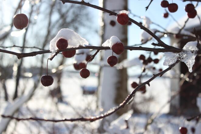 Neudorfer-Winter (5)