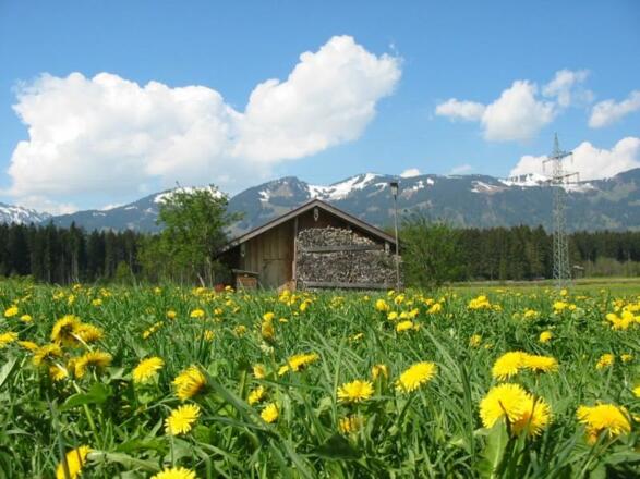 auszeit-loewenzahl01