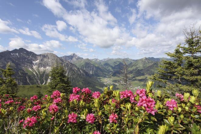 Alpenrosen