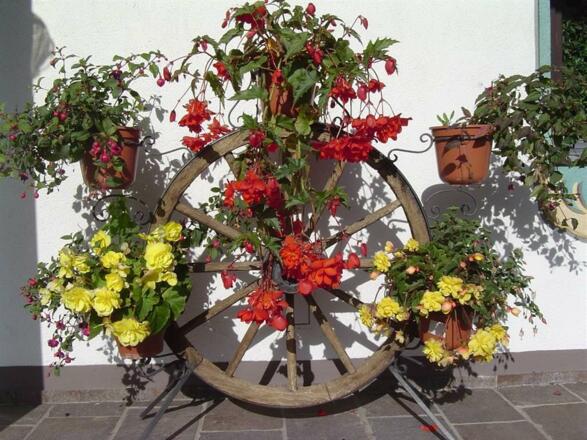 Blumen - Wagenrad