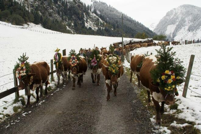 Almabtrieb bei Schnee
