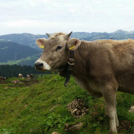 Unsere "Schumpen"