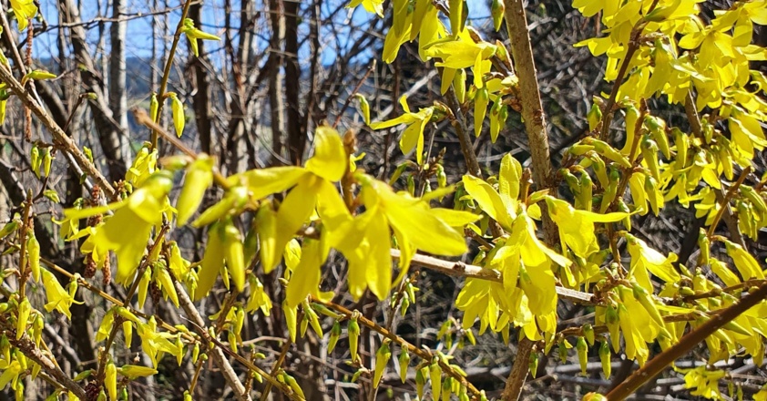 im Garten