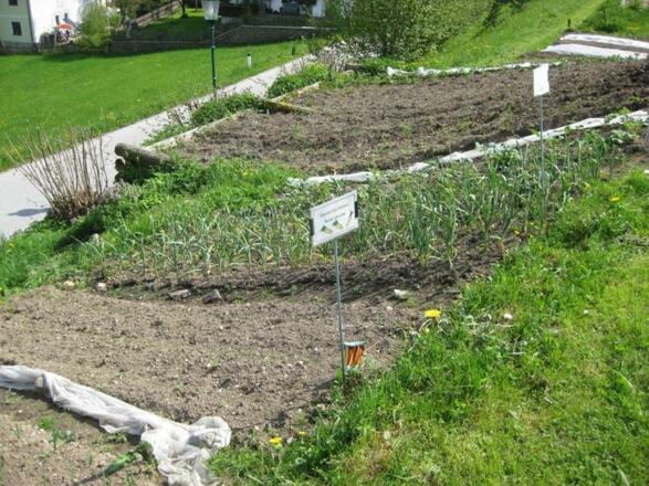 Verschiedene Gemüsesorten vom Garten