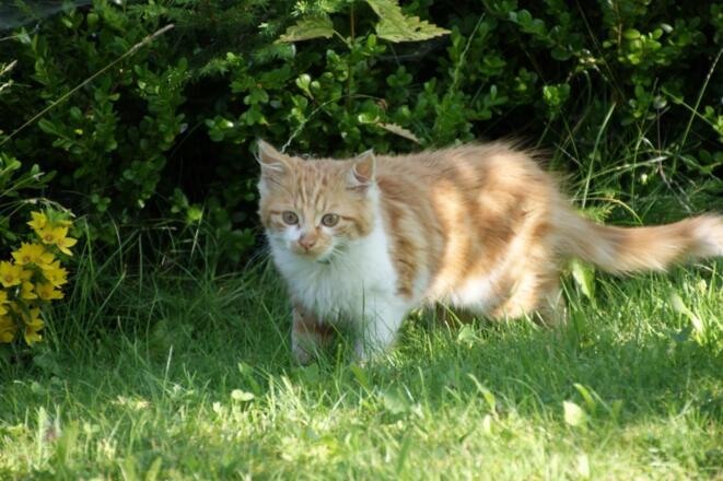 Kater Faxe