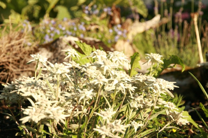 Edelweiss auch im Garten