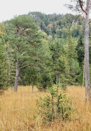 Hochmoor Wildmoos 1