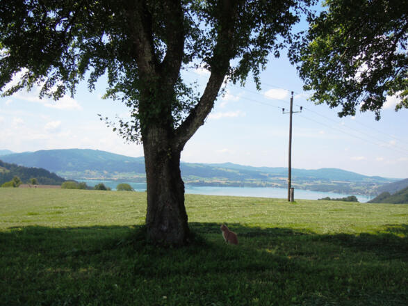 Mittagssiesta