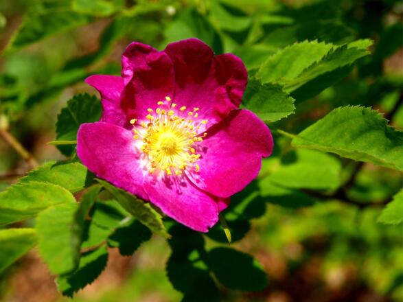 Wildrosen am Annerlsteg um 580m