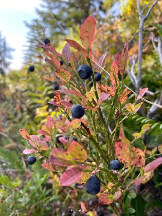 Alpine Hüttenwanderung Widdersteingebiet