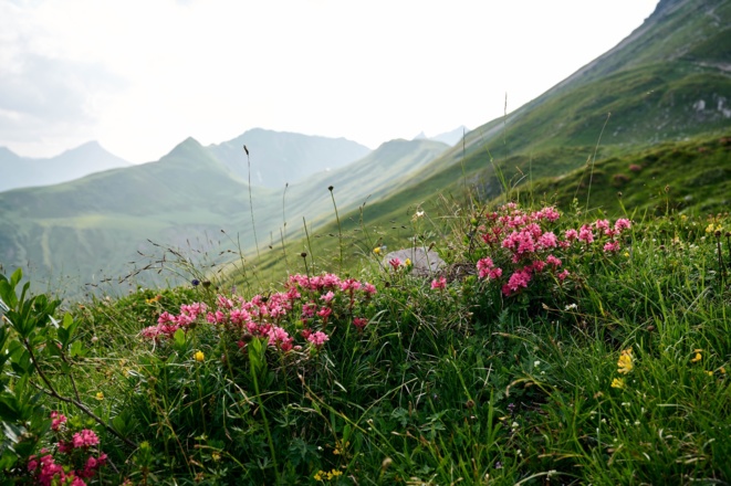 Alpenrose in Warth-Schröcken